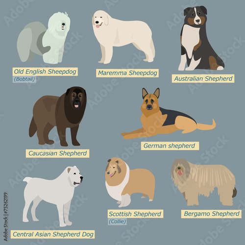 Simple silhouettes of dogs. Types of sheepdogs in flat design