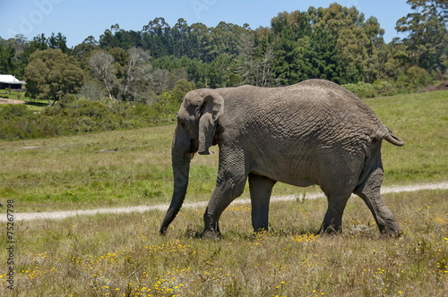 African elephant in Chapel   Lapa reserve