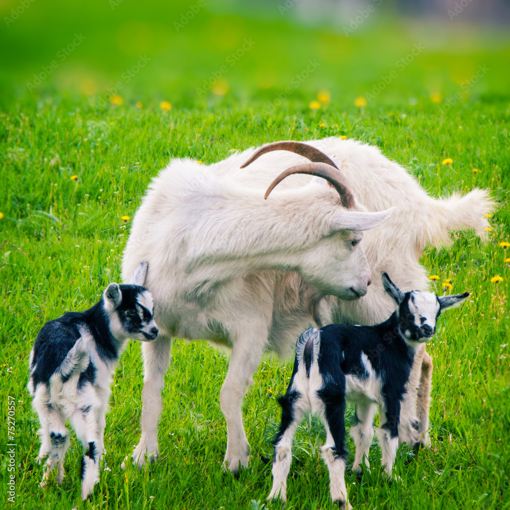 Obraz premium Goat and kids