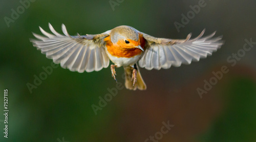 Obraz na plátně Robin hovering mid flight