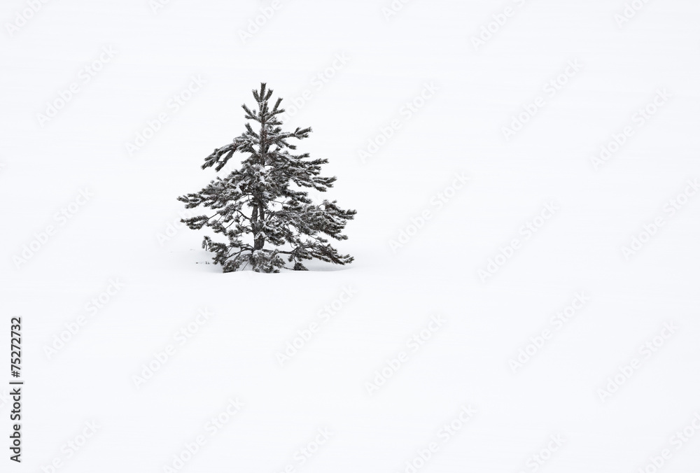 The small tree in snow