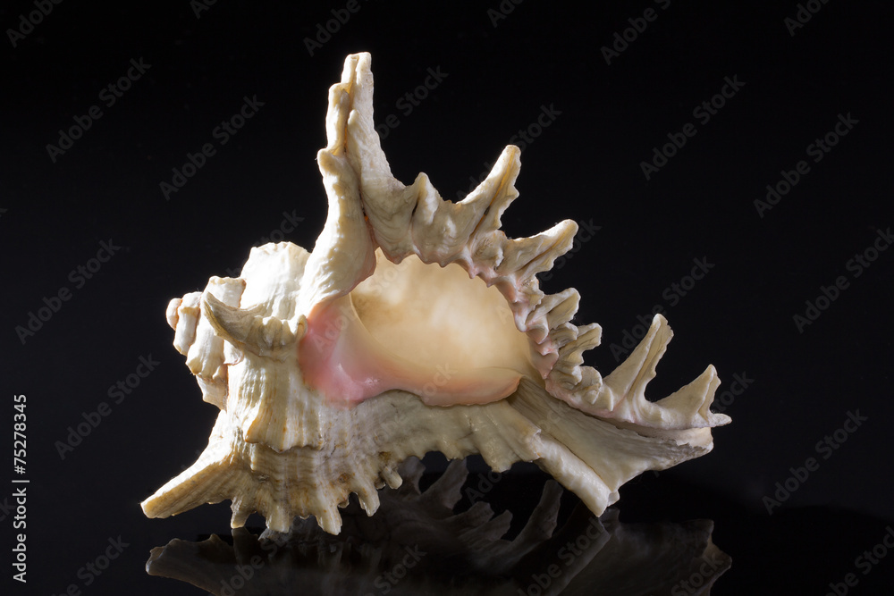single seashell isolated on black background single seashell isolated on black background