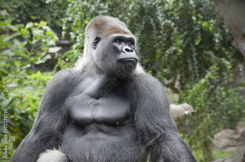 portrait of a gorilla