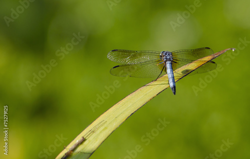 Blue Dasher Dragonfly © nsc_photography