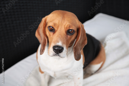 Beagle dog © MilaK K