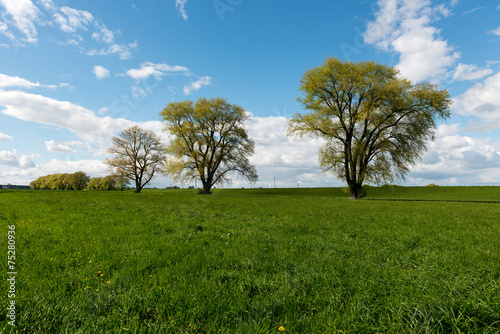 Baumreihe vor blauen Himmel