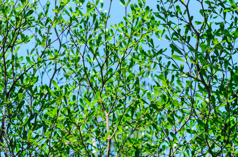 Fototapeta premium bush texture background