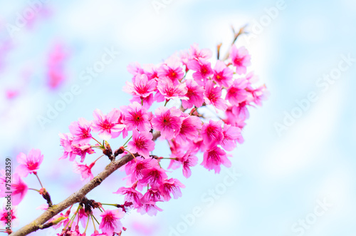 sakura blossom in the north Thailand