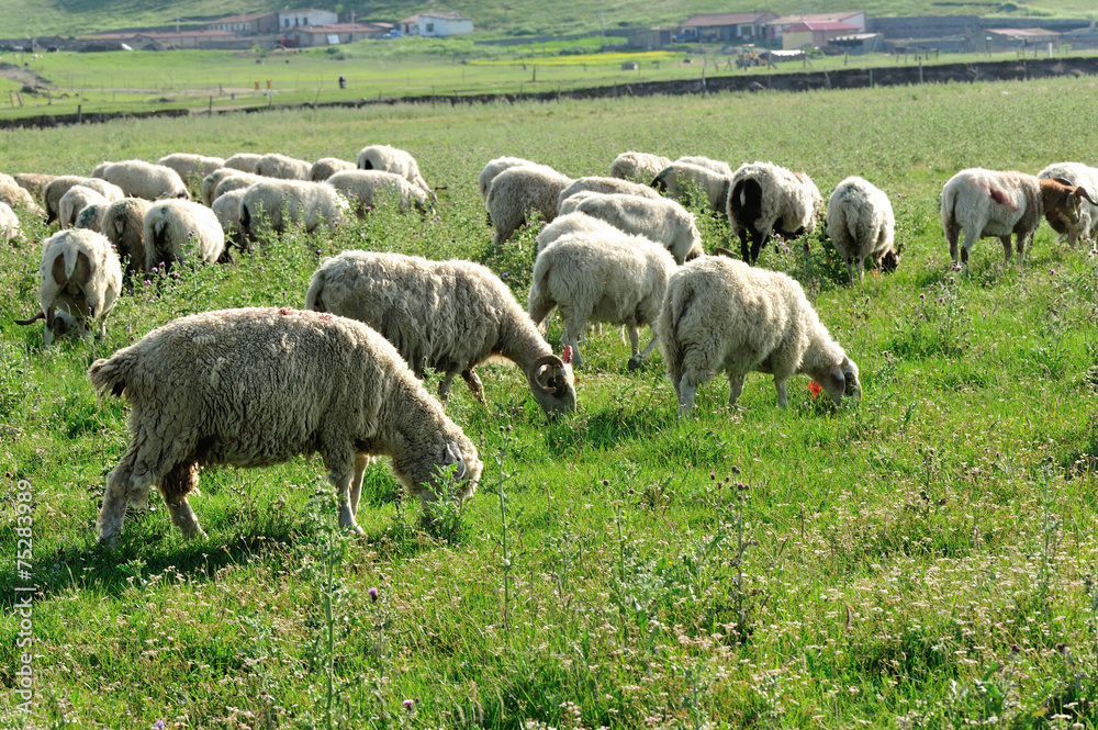 Fototapeta premium Sheep eat in mountain meadow 