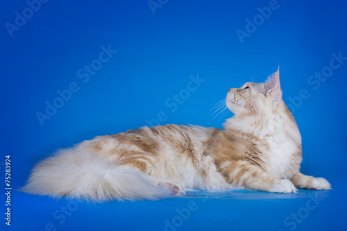 red Maine Coon on a blue background isolated