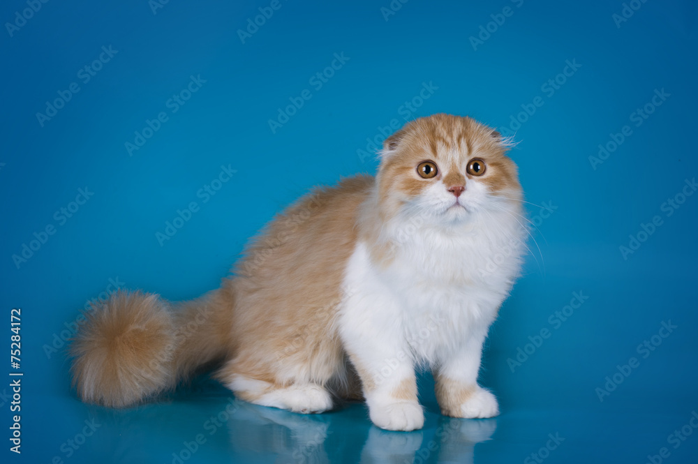 red cat isolated on a blue background