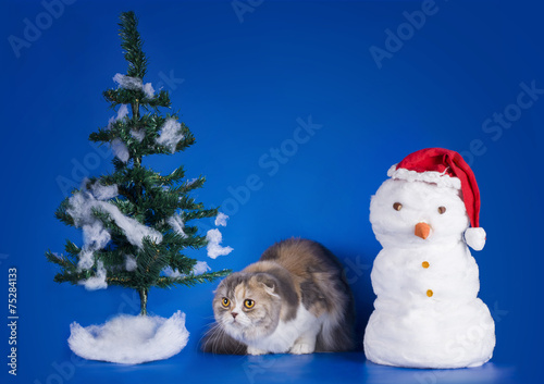 tricolor cat on a blue background isolated