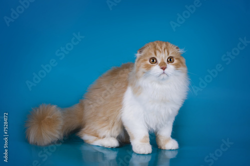 red cat isolated on a blue background © Светлана Валуйская