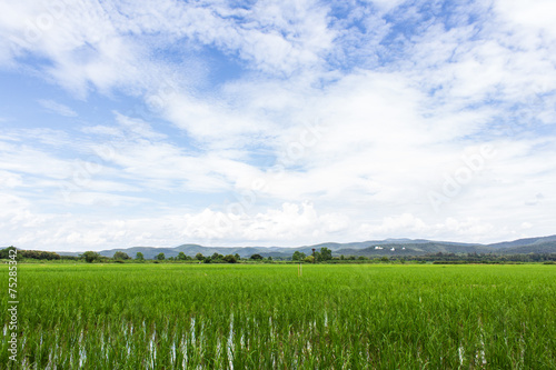 Green rice field with beauty sky in Thailand