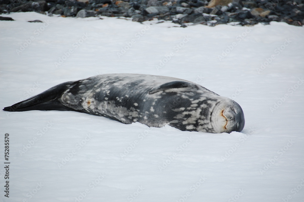 Obraz premium あざらしの微笑み