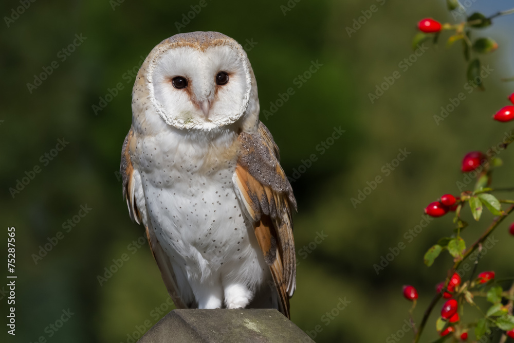 Naklejka Barn Owl