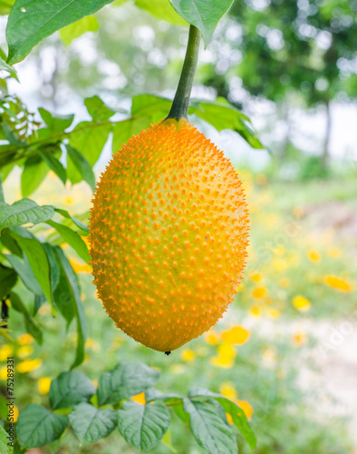 Baby Jackfruit in garden