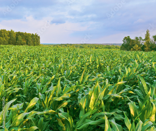 Corn field. Evening in countryside. Russia