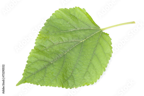 Mulberry leaf on the white background