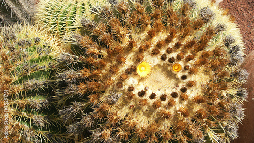 Cactus en un jardín de Lanzarote, islas Canarias