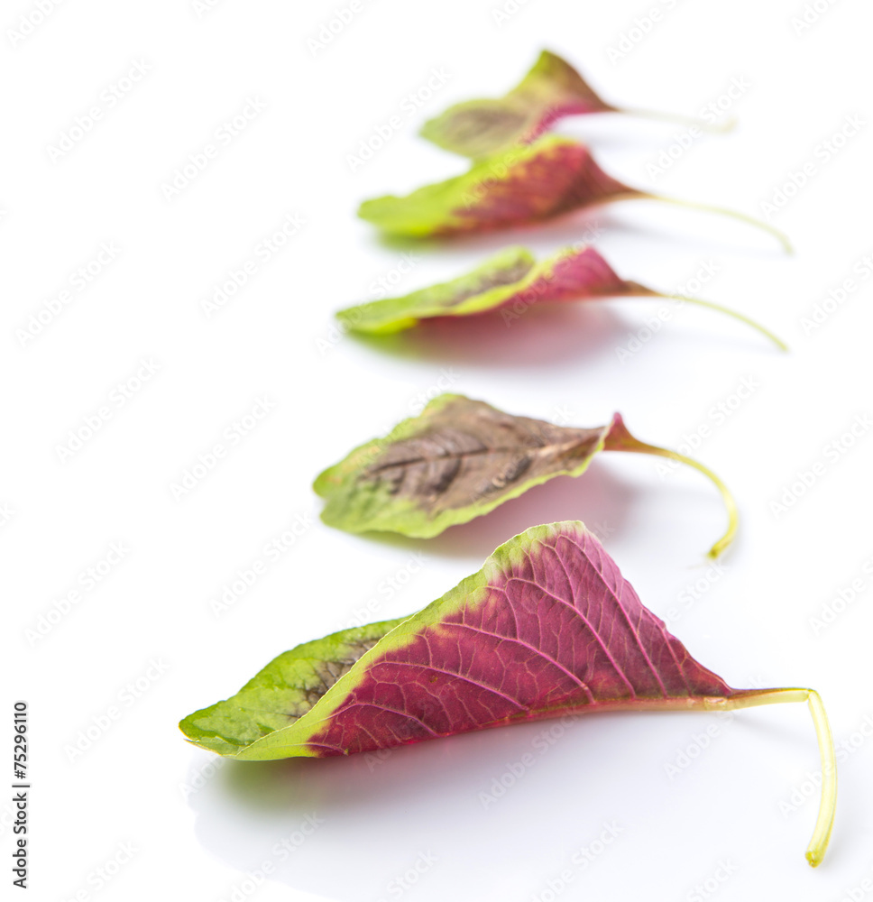 Fototapeta premium Chinese red spinach leaves over white background