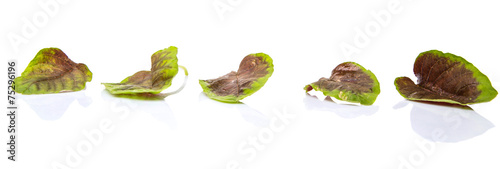 Chinese red spinach leaves over white background