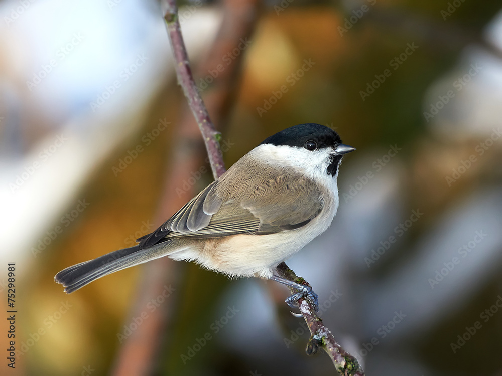 Obraz premium Marsh Tit (Poecile palustris)