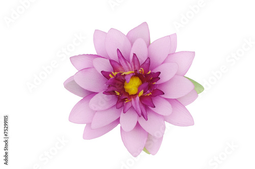 Beautiful purple lotus on white background