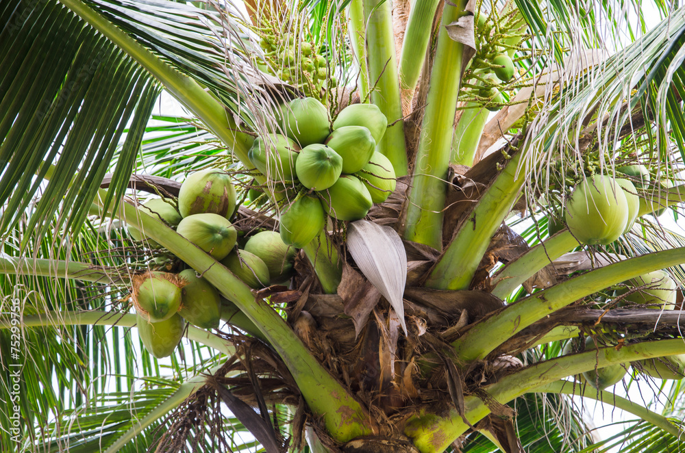 Fototapeta premium Coconut tree with fruits