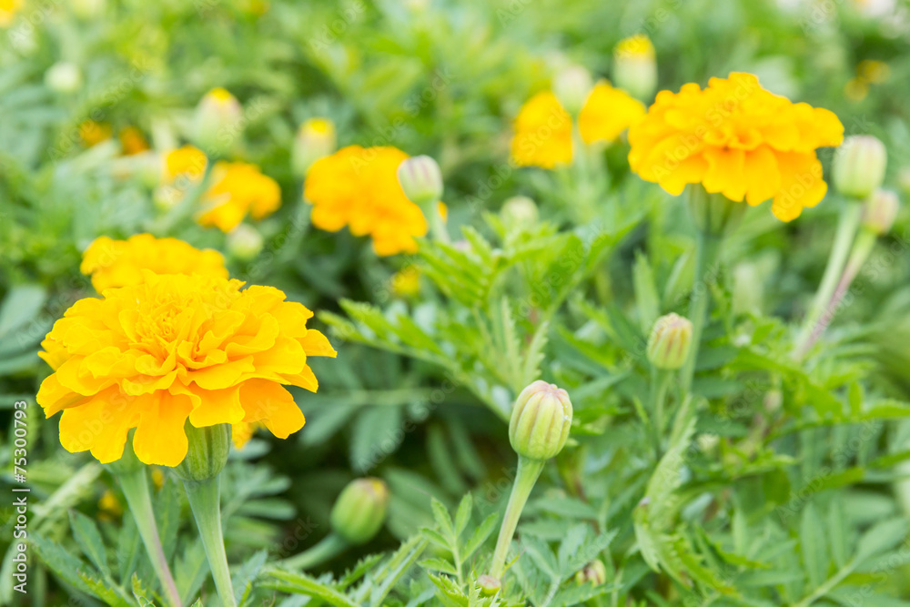 Marigold flower in garden Marigold flower in garden