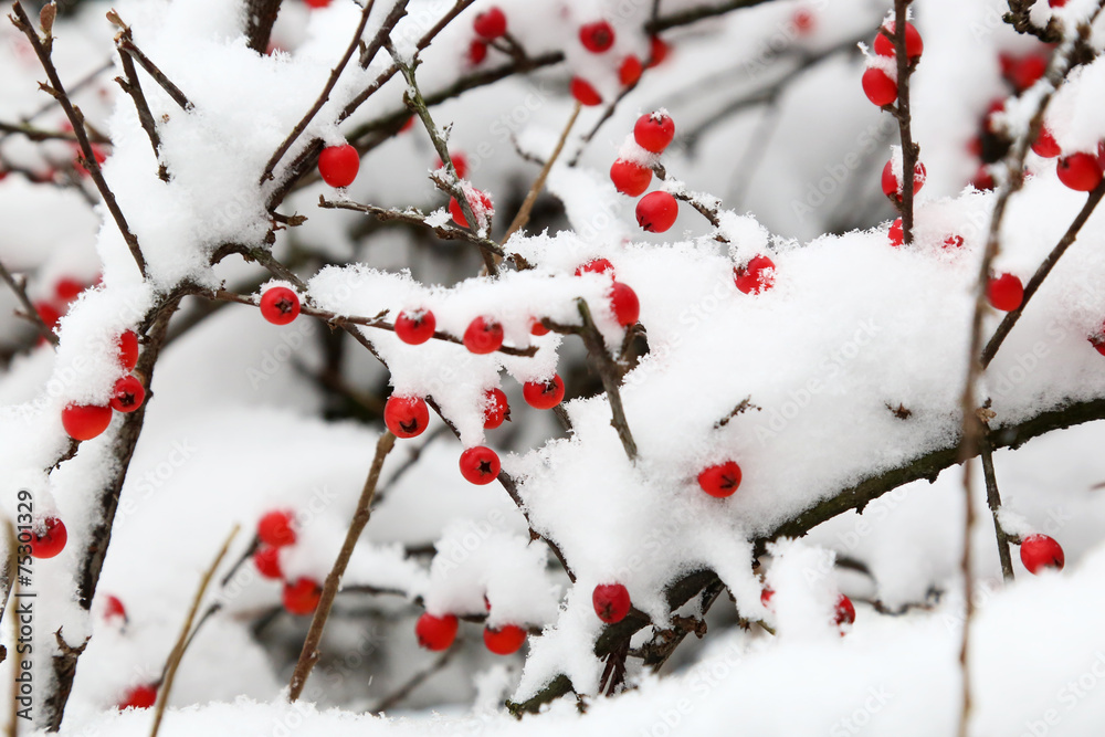 Red berries covered with snow - winter time
