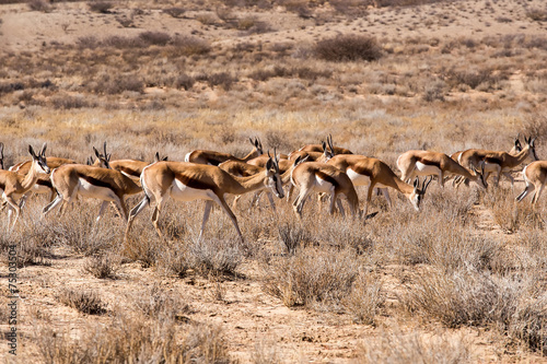 herd of springbok