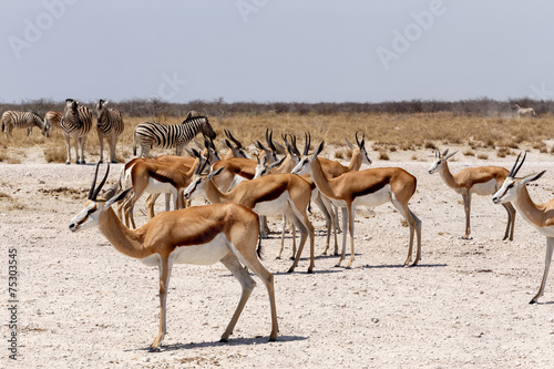 herd of springbok in Etosha