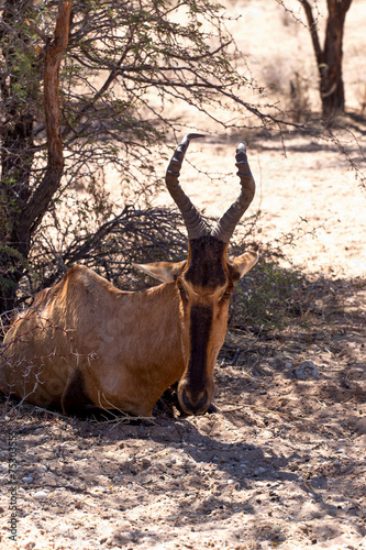 A Tsessebe  Damaliscus lunatus  stood facing the camera