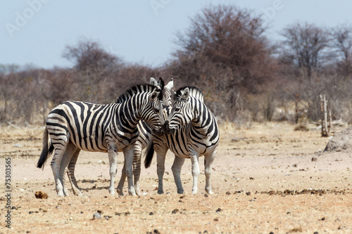 Zebras in african bush