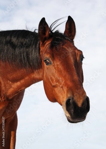 Headshot of a bay horse wintertime