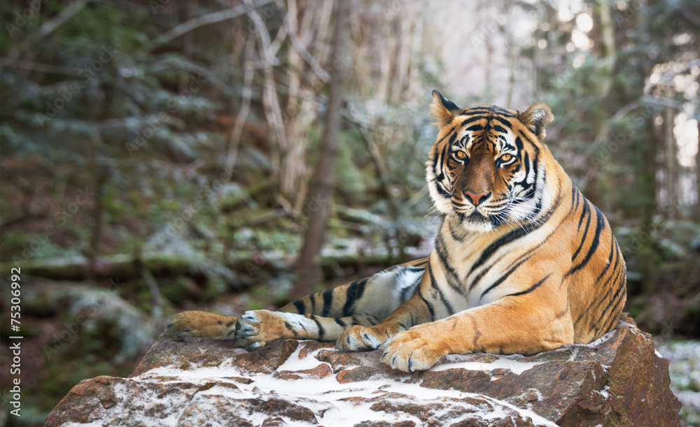 Naklejka premium Siberian tiger on nature background