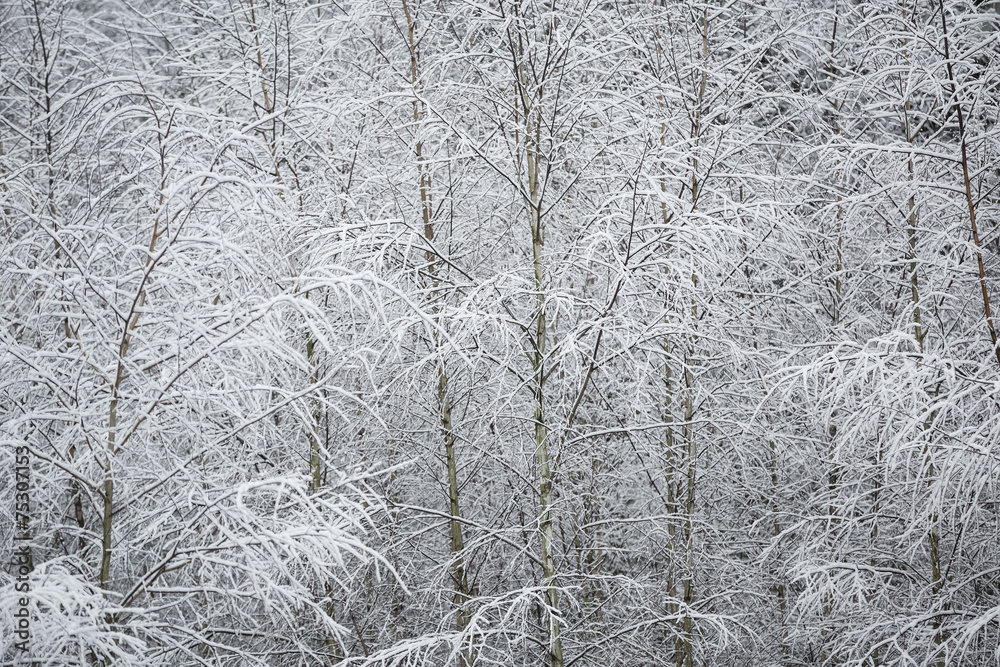 Branches of trees covered with frost Branches of trees covered with frost
