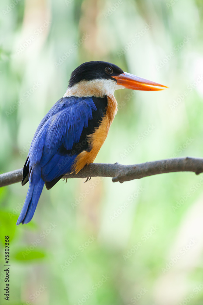 Obraz premium Beautiful blue Kingfisher bird
