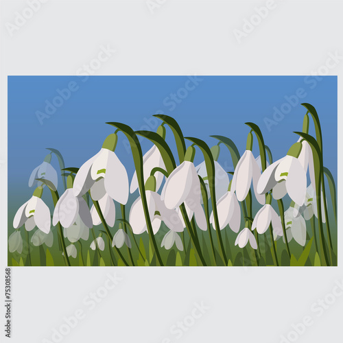 spring flower.snowdrop. vector illustartion