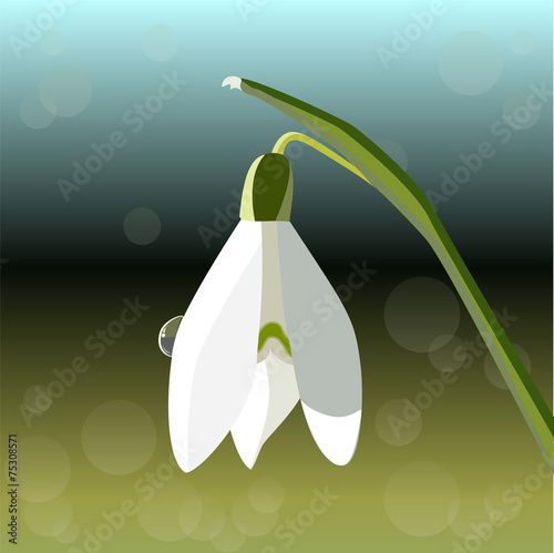 snowdrop single. vector illustartion