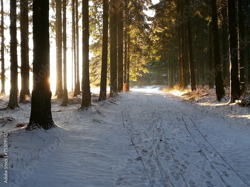 Waldweg im Winter