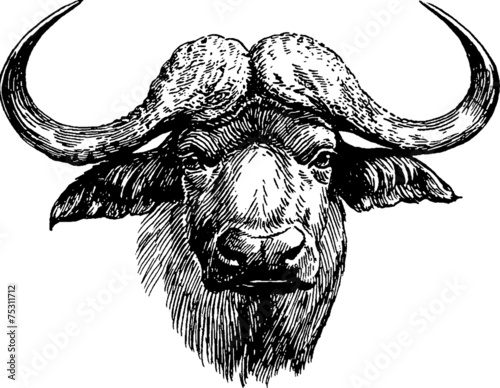 Vintage graphic head of buffalo photo