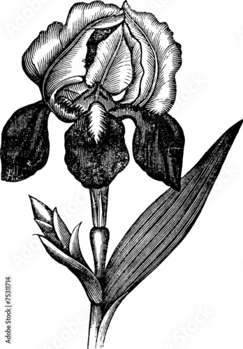 Vintage graphic flower bud iris photo