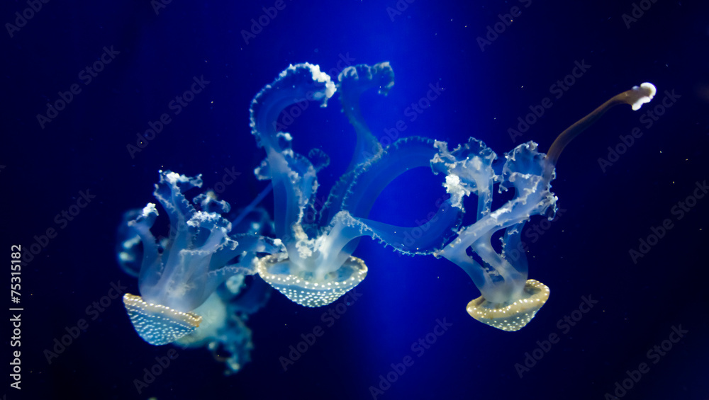 Fototapeta premium jellyfish in blue water