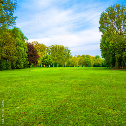 green field. Beautiful Landscape. grass and forest