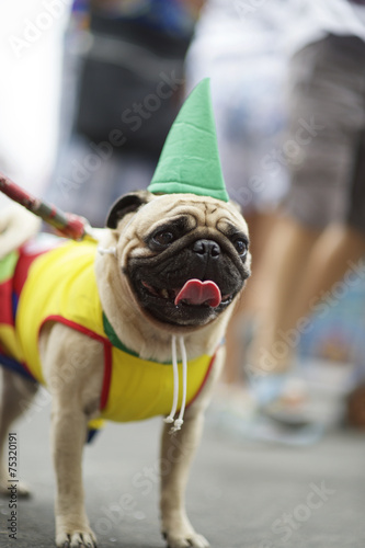 Fototapeta Naklejka Na Ścianę i Meble -  Dog in Bright Costume Rio Animal Carnival