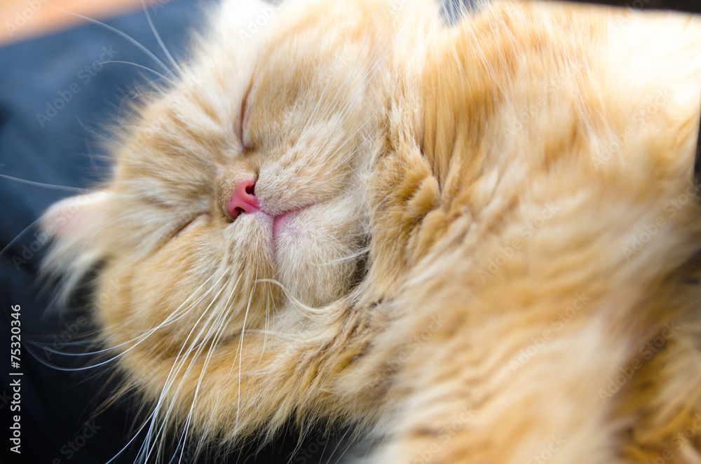 ぐっすり寝る茶猫 鼻クローズアップ ぐっすり寝る茶猫 鼻クローズアップ