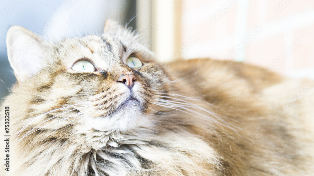Fototapeta premium brown cat of siberian breed,female