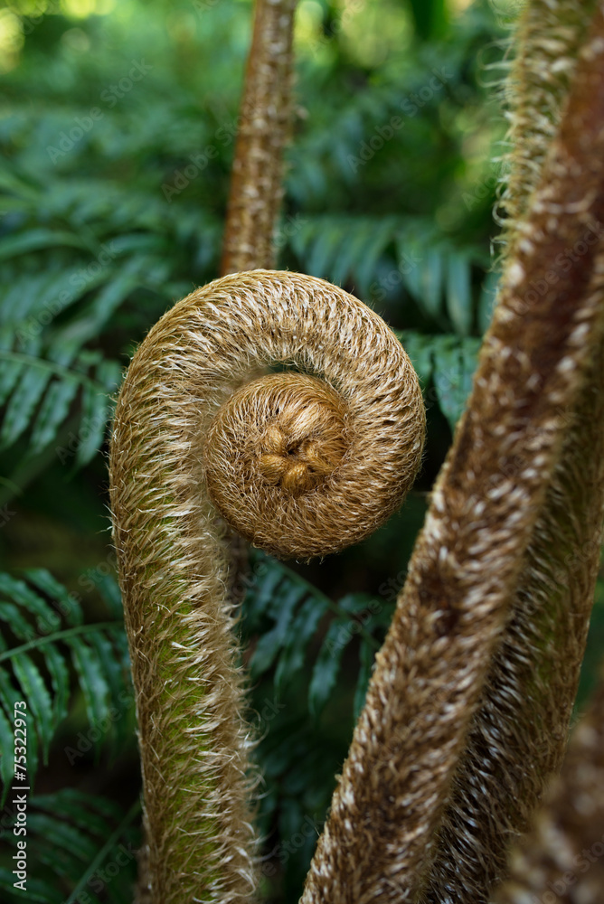 やんばるの森林・ヒカゲへゴの新芽